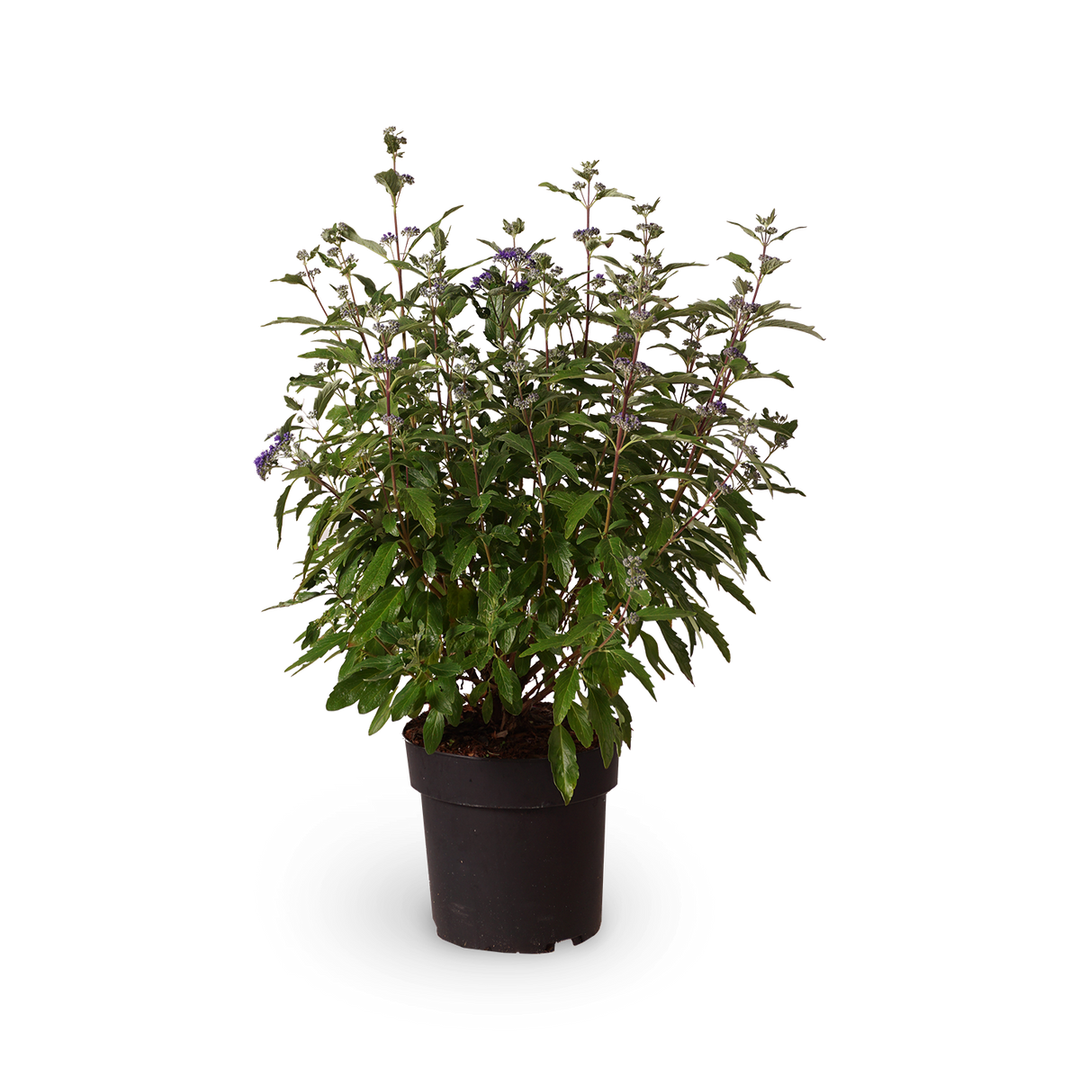 Bartblume Caryopteris clandonensis 'Dark Knight' - Outdoor Blütenpflanze für Garten und Terrasse