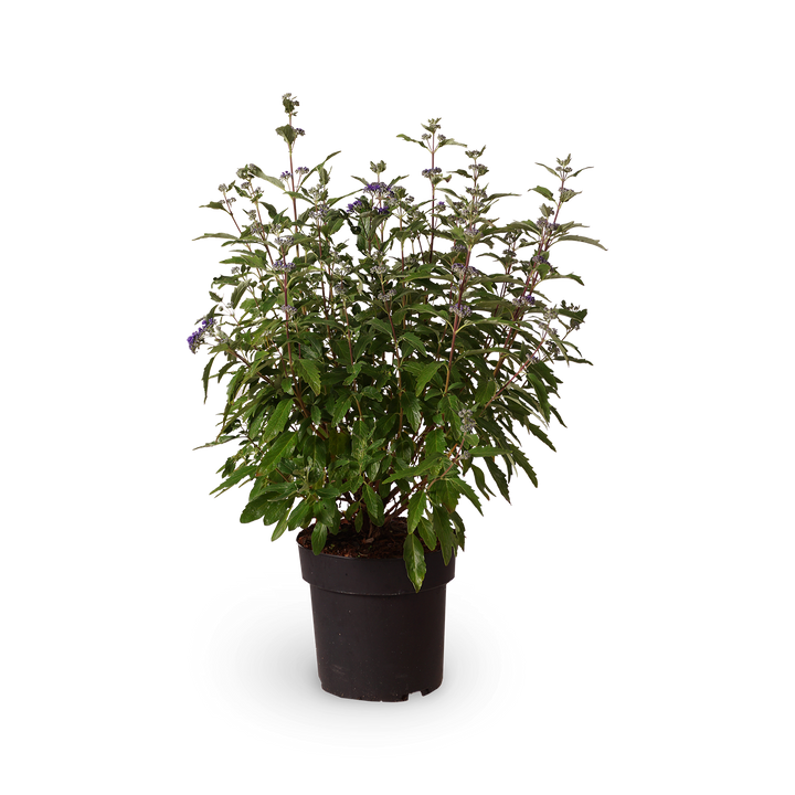 Bartblume Caryopteris clandonensis 'Dark Knight' - Outdoor Blütenpflanze für Garten und Terrasse