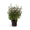 Bartblume 'Dark Knight'