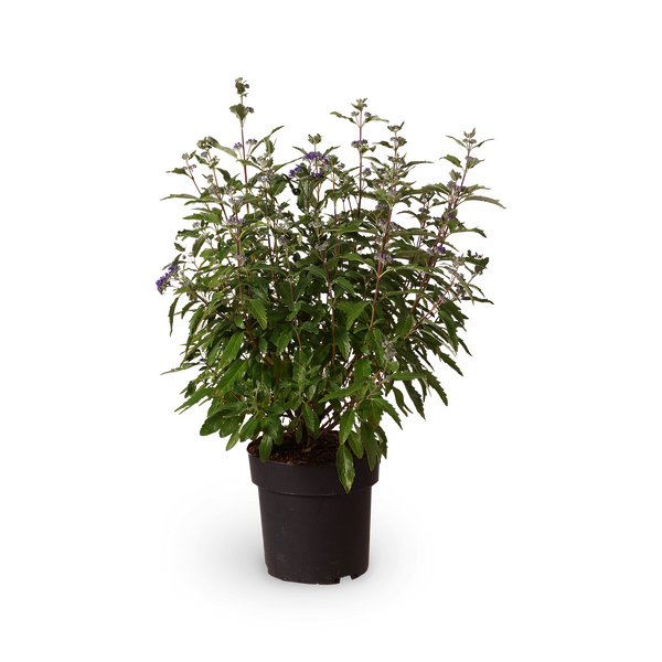 Bartblume 'Dark Knight'