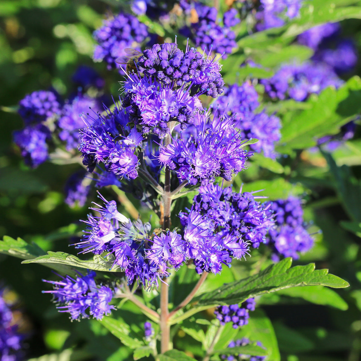 Blüte der Bartblume 'First Choice'
