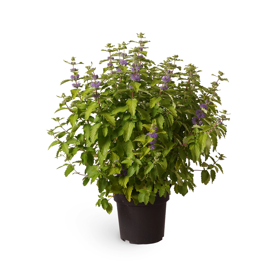 Bartblume 'Good as Gold'