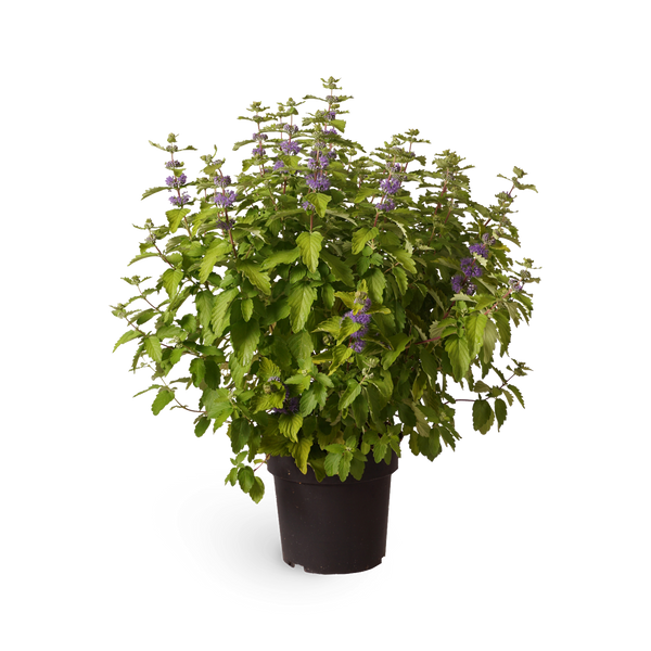 Bartblume 'Good as Gold'