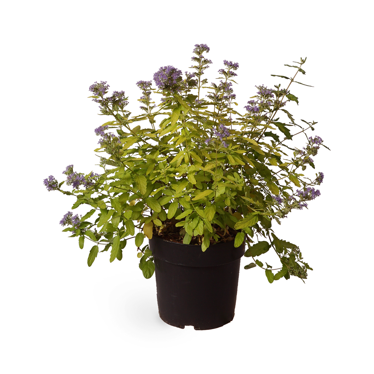 Bartblume 'Summer Sorbet'