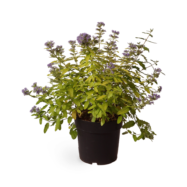 Bartblume 'Summer Sorbet'