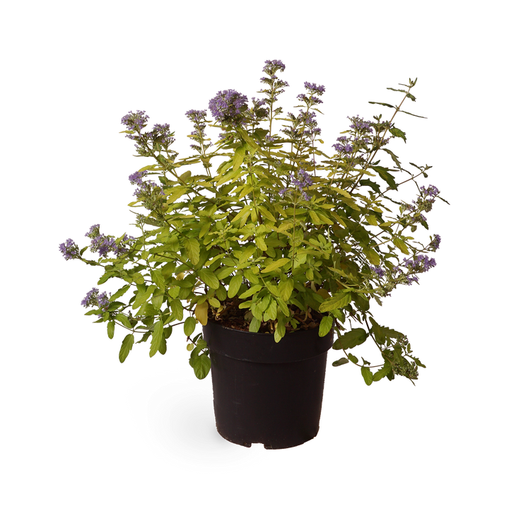 Bartblume 'Summer Sorbet'