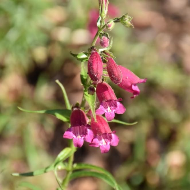 Bartfaden 'Tabasco' Purpur