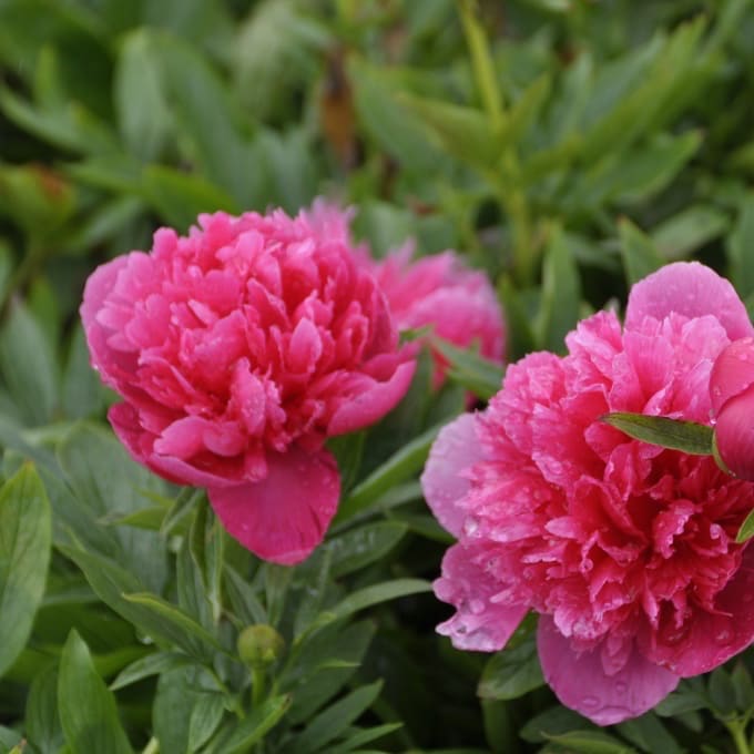 Bauern-Pfingstrose 'Rosea Plena' Rosa