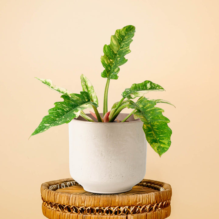 philodendron baumfreund kaufen Philodendron 'Ring of Fire' (Rarität) kaufen
