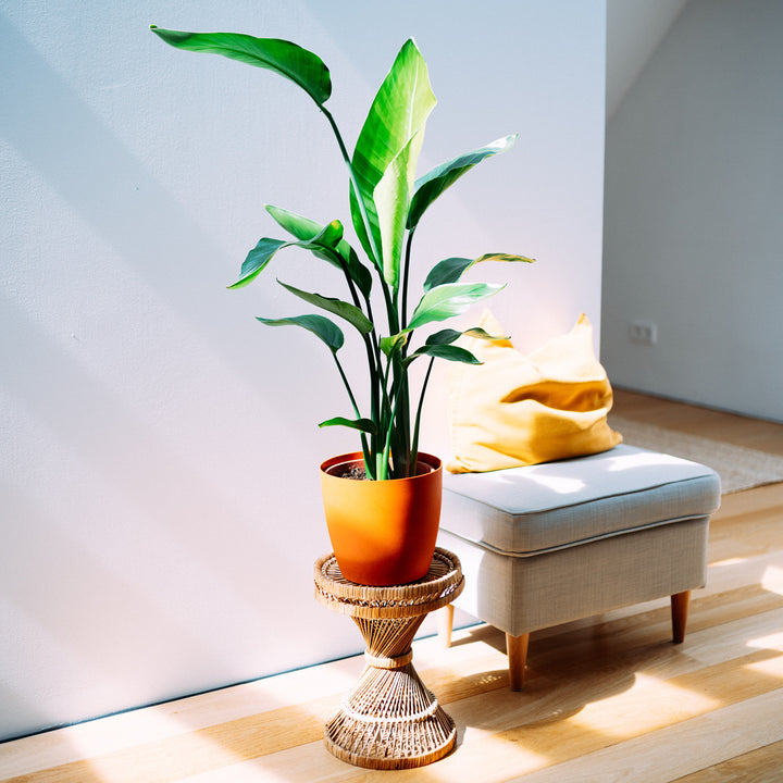 Baumstrelitzie im Wohnzimmer