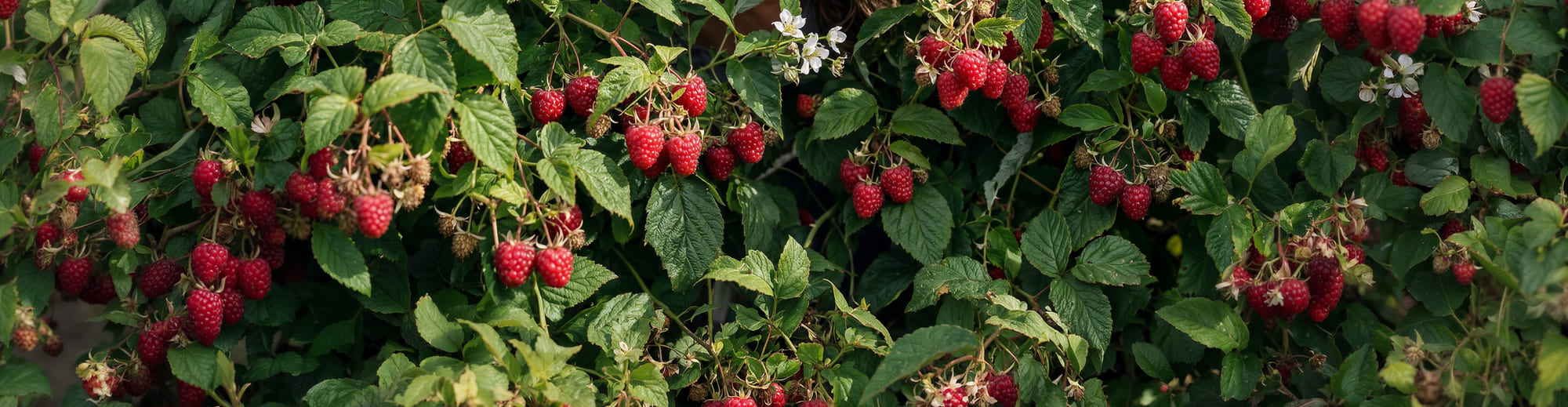 Reife Himbeeren am Strauch