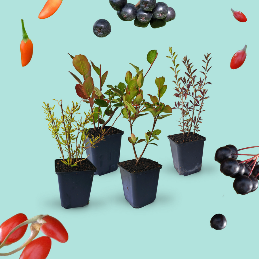 Aktion: Rette Superfood-Beeren