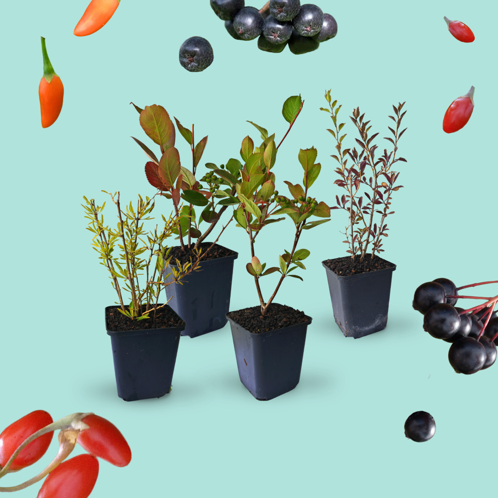 Superfood Beeren-Set