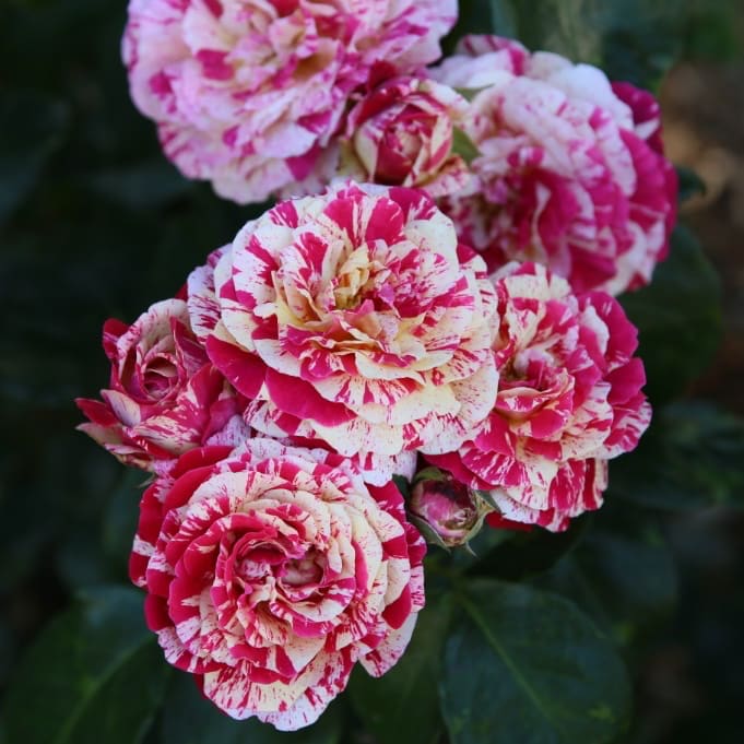 Beetrose 'Abracadabra'® Rot-Weiß-Gelb