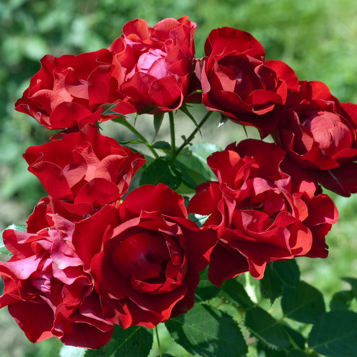 Beetrose 'Black Forest Rose'® blühend