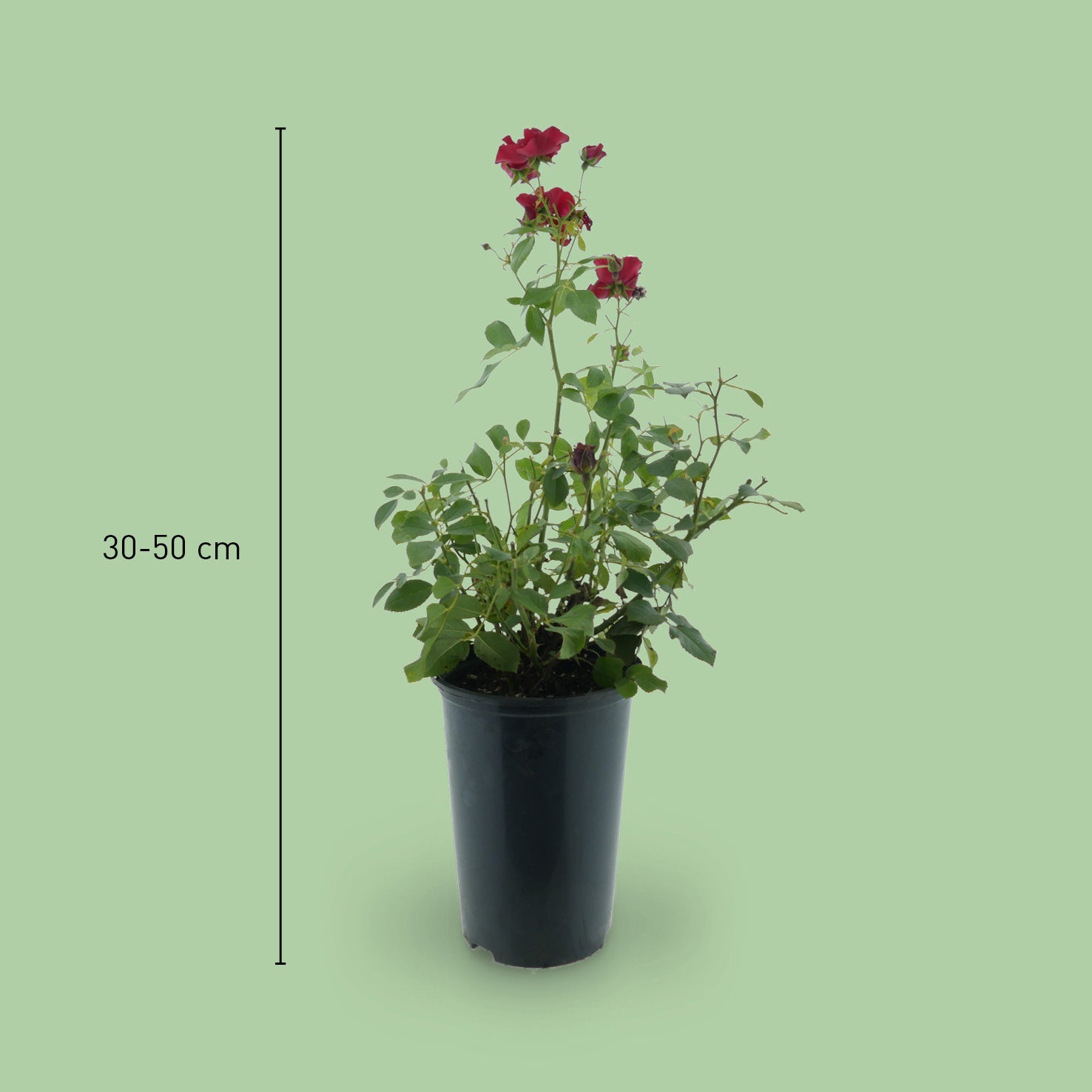 Größe der Beetrose 'Black Forest Rose'®