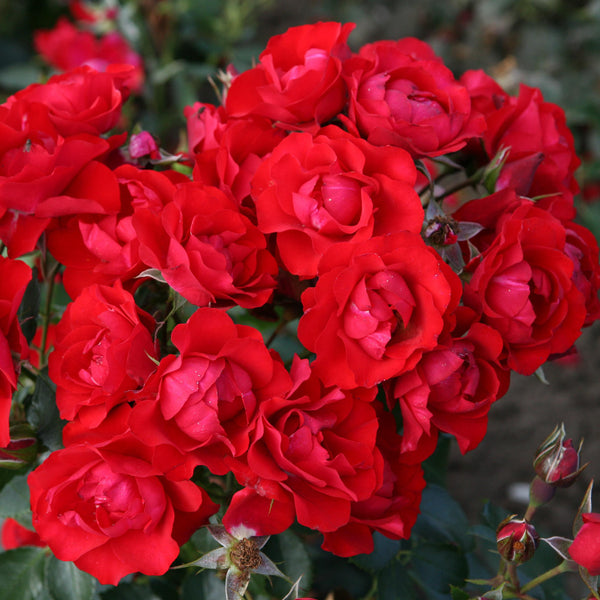 Beetrose 'Black Forest Rose'® in Blüte