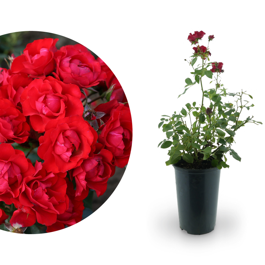 Beetrose 'Black Forest Rose'® Rot