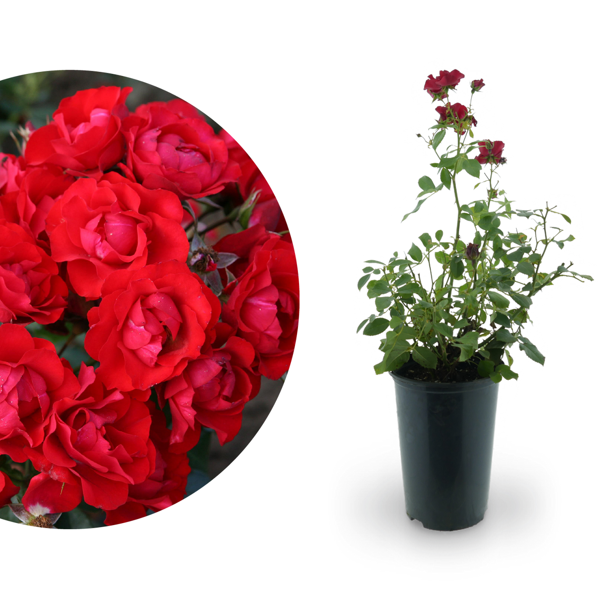 Beetrose 'Black Forest Rose'® Rot