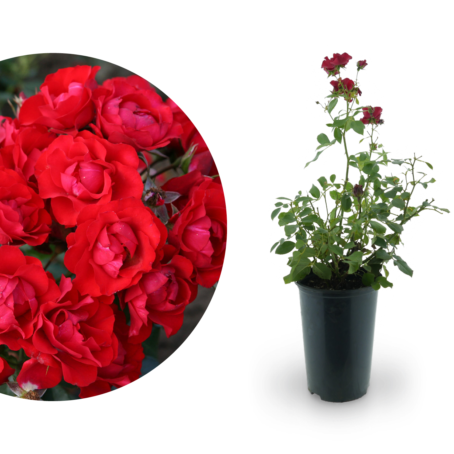 Beetrose 'Black Forest Rose'® Rot