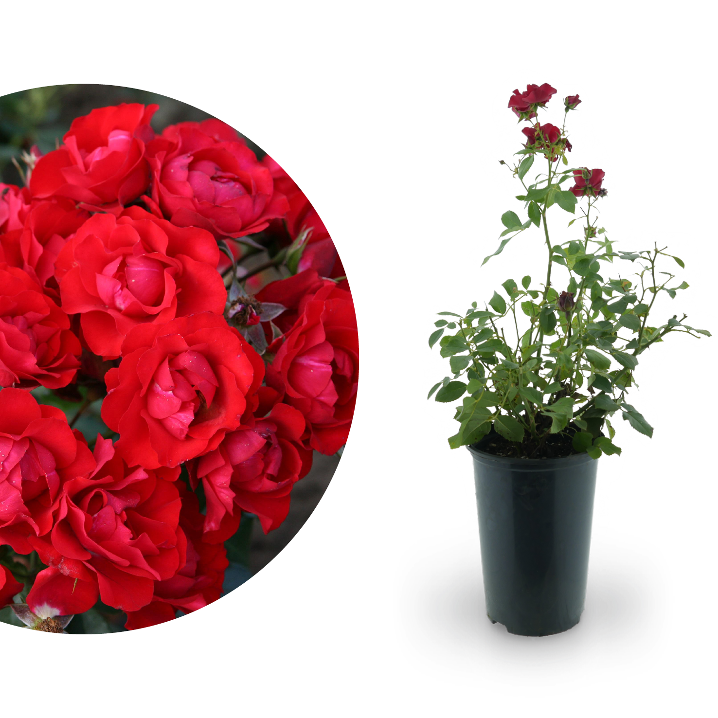 Beetrose 'Black Forest Rose'® Rot kaufen