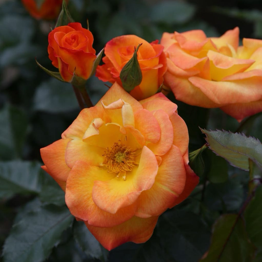 Beetrose 'Bright Smiles'® Gelb-Rötlich