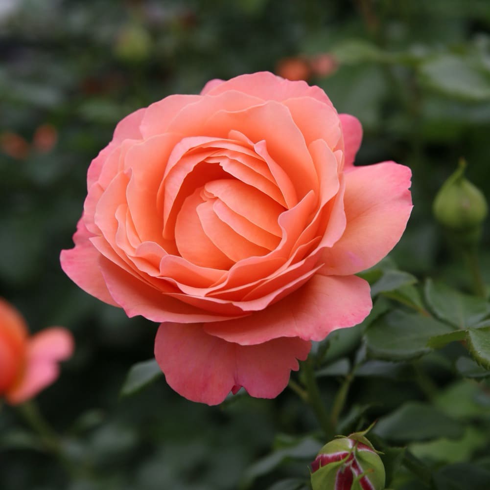 Beetrose 'Coral Lions-Rose'® Apricot-Lachsorange