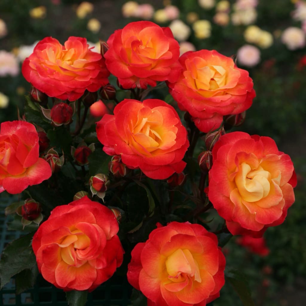 Beetrose 'Firebird'® Gelb-Rot