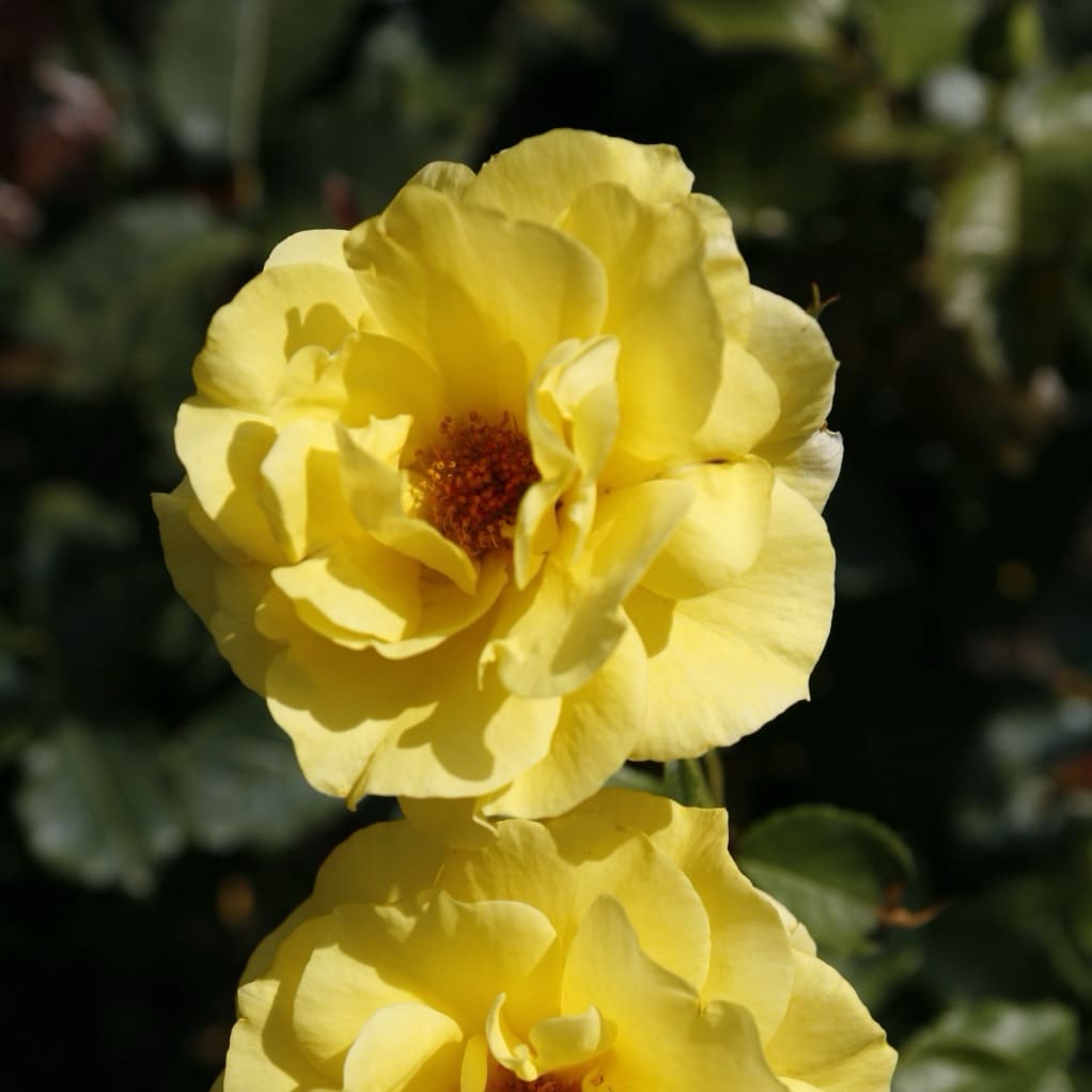 Beetrose 'Friesia'® Goldgelb