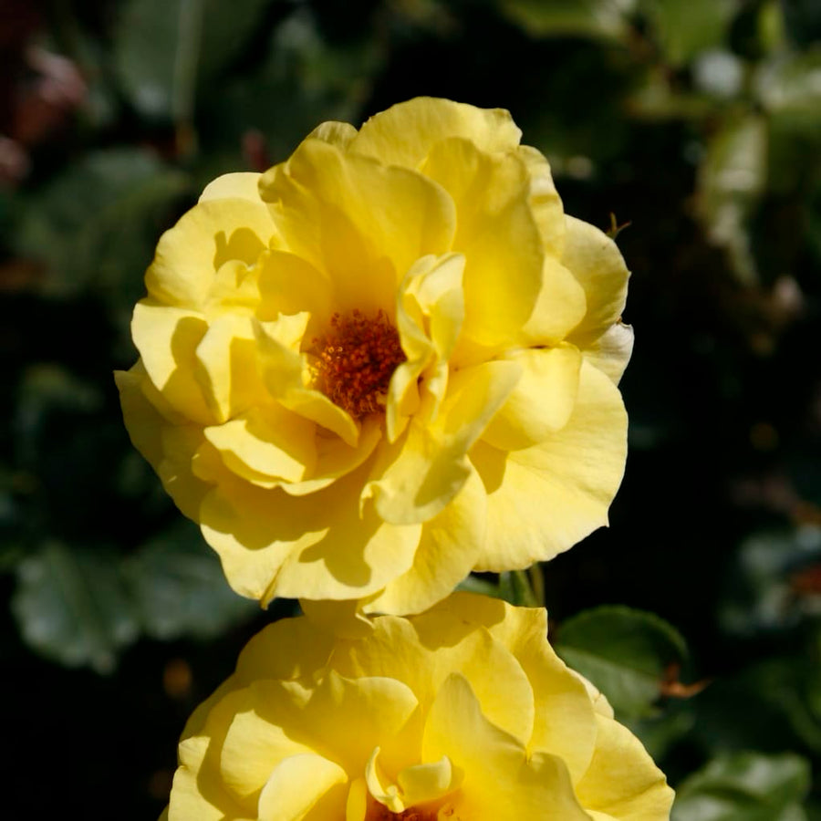 Beetrose 'Friesia'® Goldgelb