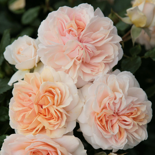 Blühende Beetrose 'Garden of Roses'®