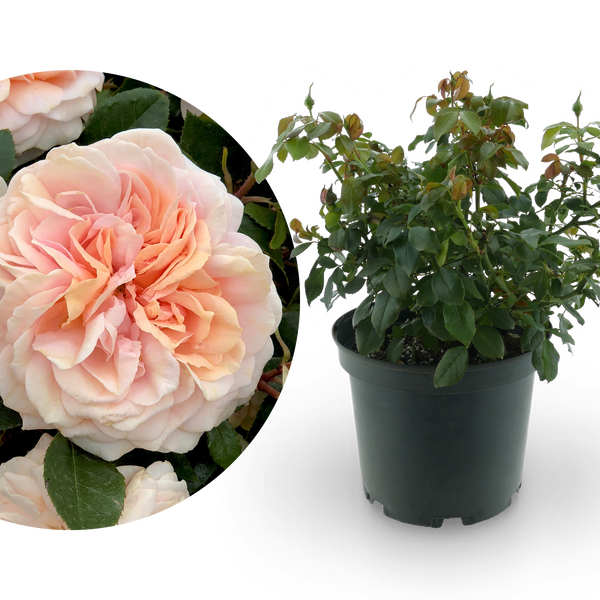 Beetrose 'Garden of Roses'® Creme-Pastellrosa