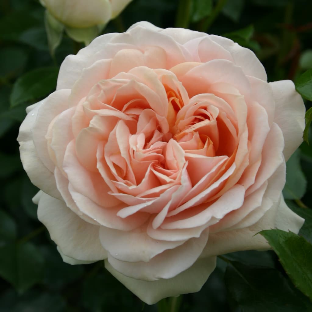 Beetrose 'Garden of Roses'® Creme-Rosa