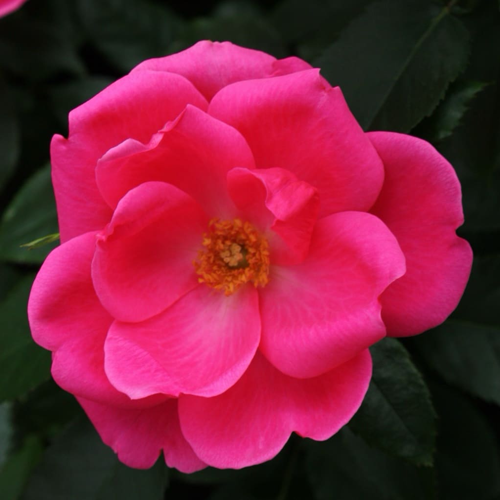 Beetrose 'Gartenfreund'® Pink