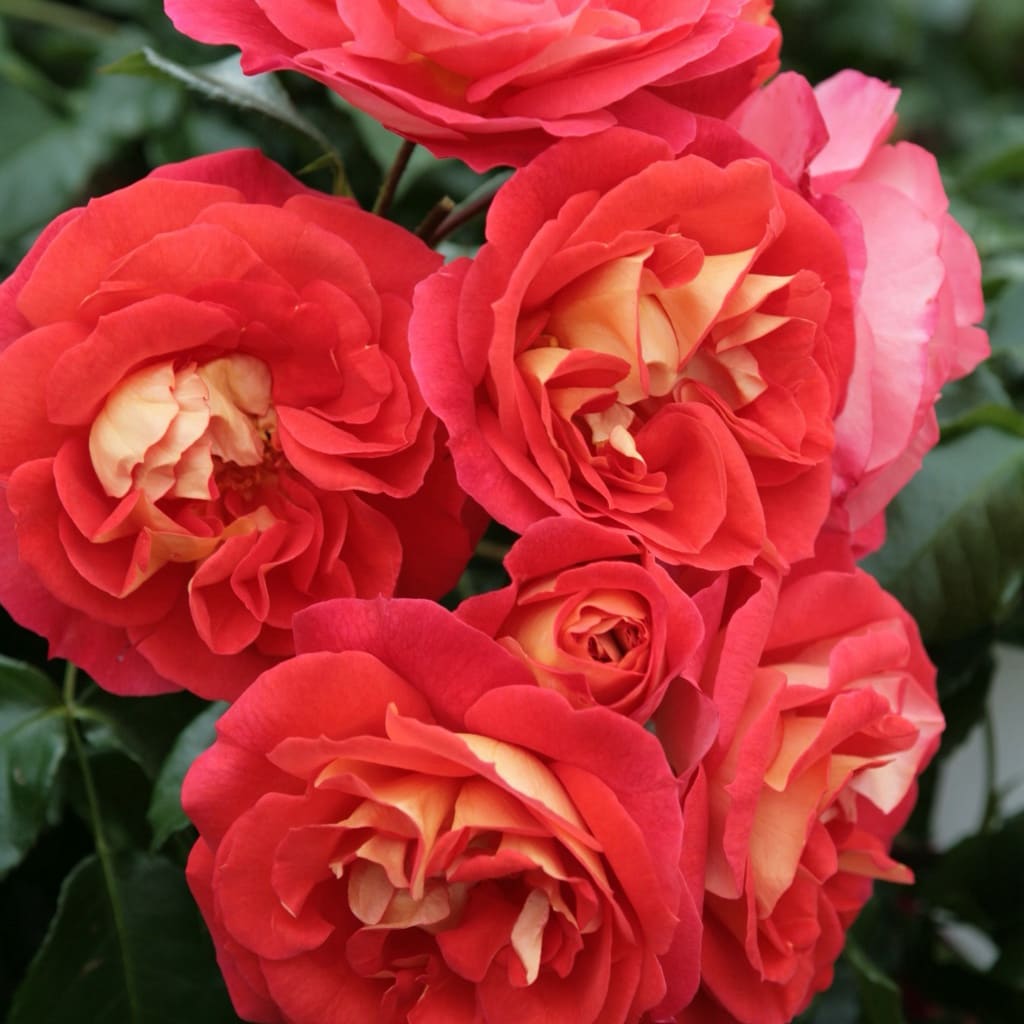 Beetrose 'Gebrüder Grimm'® Orange-Gelb