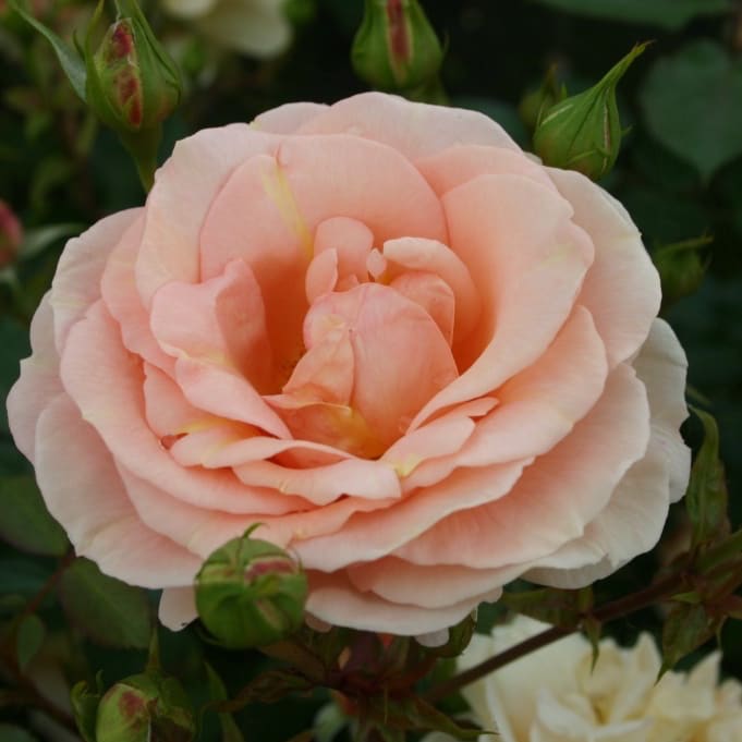 Beetrose 'Impala'® Apricot