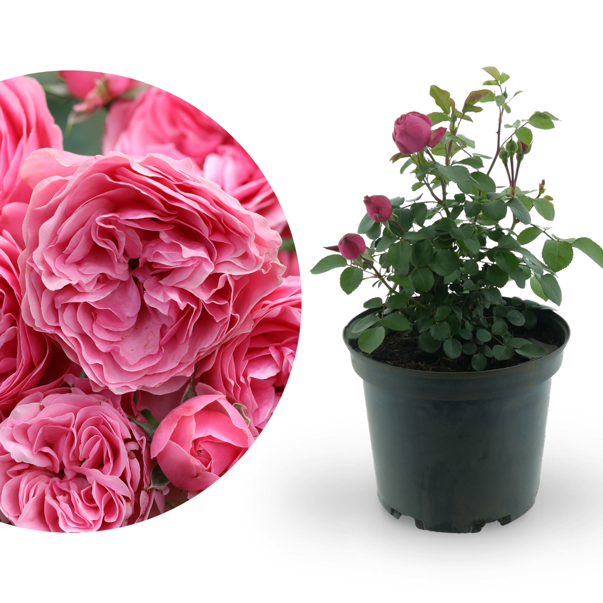 Beetrose 'Leonardo da Vinci'®Dunkelrosa