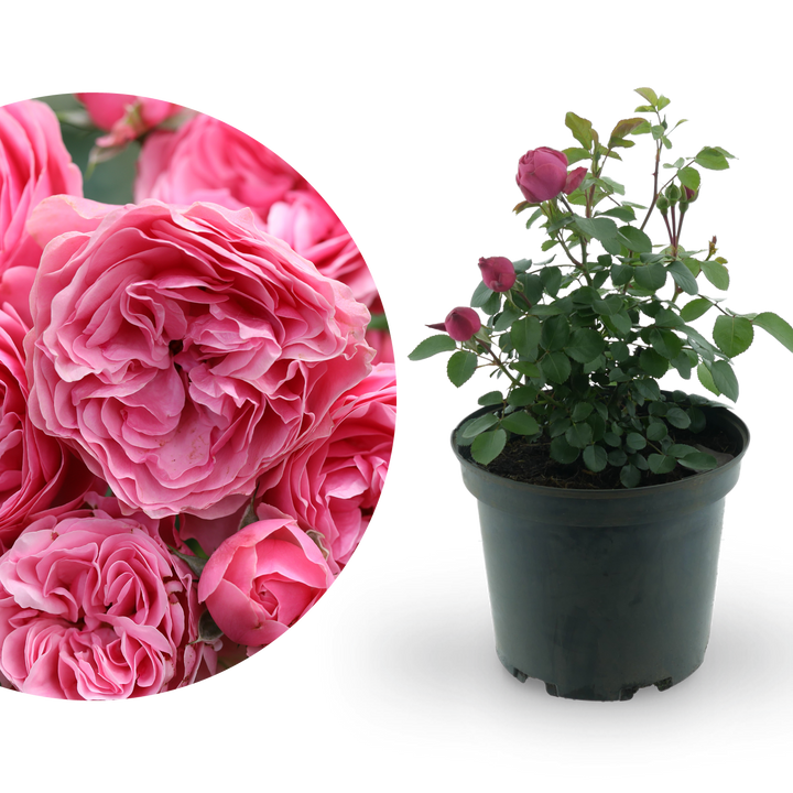 Beetrose 'Leonardo da Vinci'®Dunkelrosa