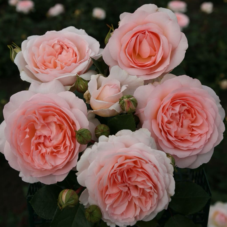 Beetrose 'Märchenzauber'® Cremerosa-Apricot