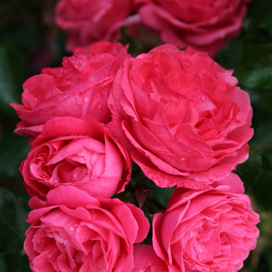 Beetrose 'Moin Moin'® Rosa