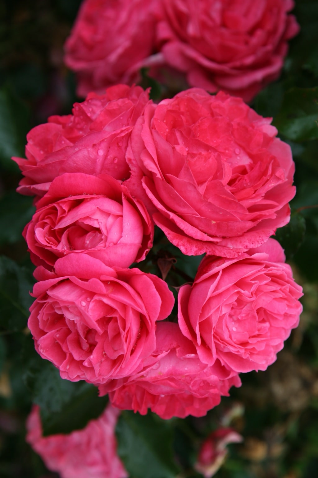 Beetrose 'Moin Moin'® Mittelrosa