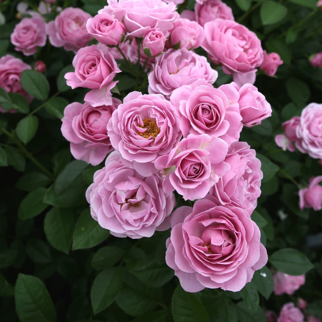 Beetrose 'Nautica'® Fliederfarben