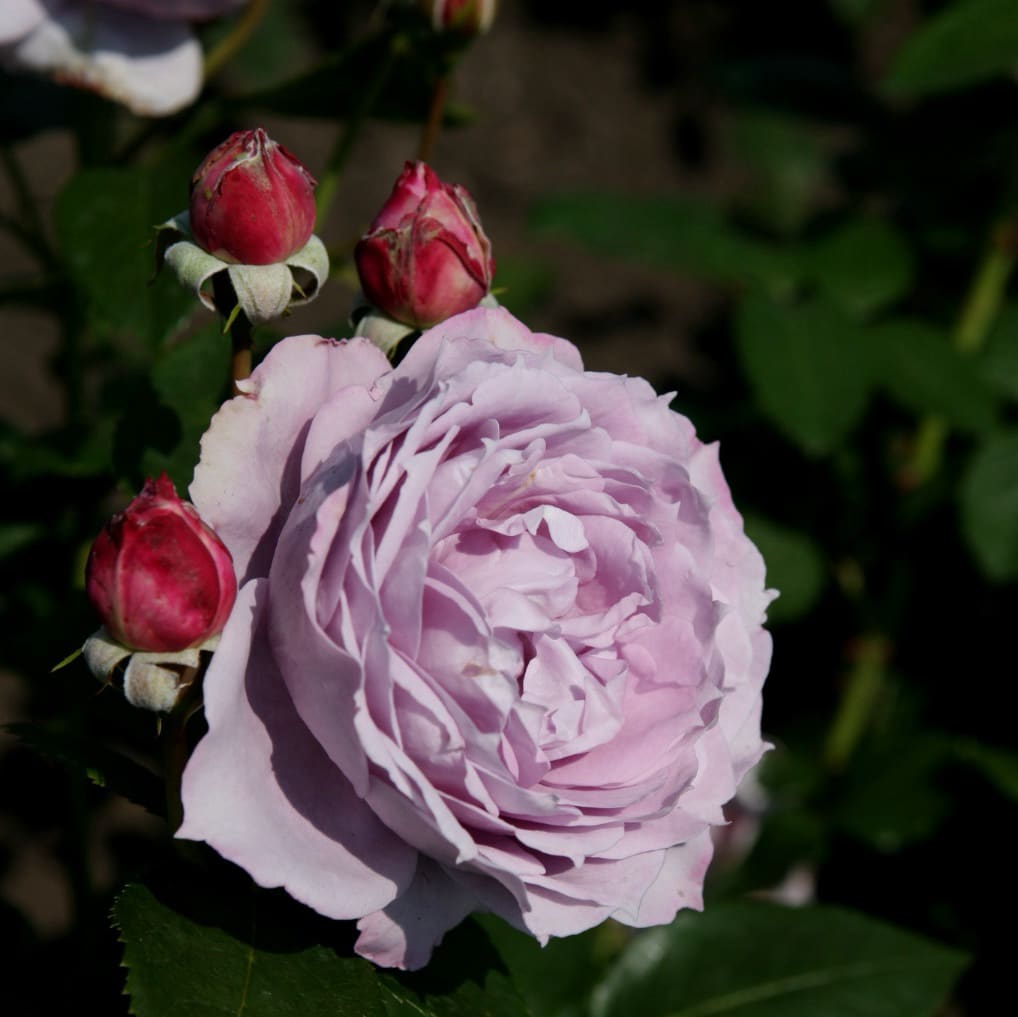 Beetrose 'Novalis'® Lavendelblau