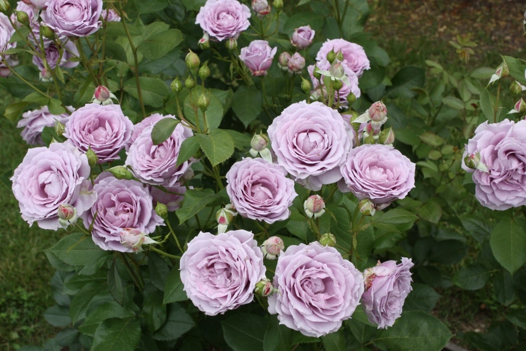 Beetrose 'Novalis'® Lavendelblau