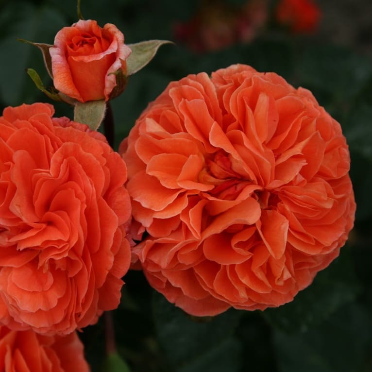 Beetrose 'Orangerie'® Orange
