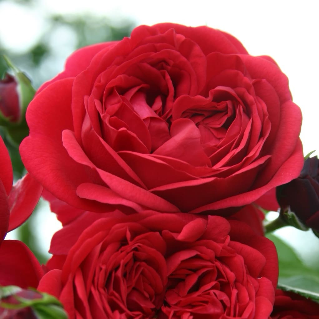Beetrose 'Out of Rosenheim'® Rot