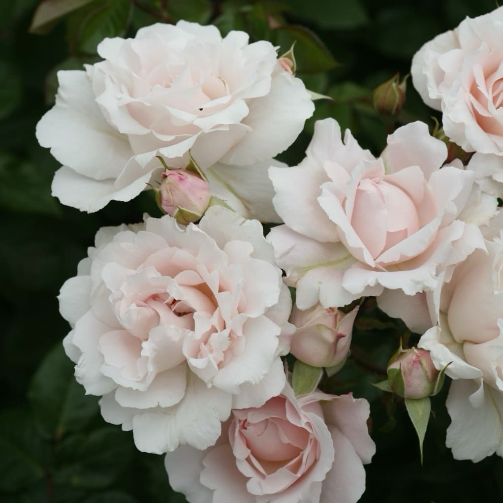 Beetrose Parfuma® 'Constanze Mozart'® Cremerosa
