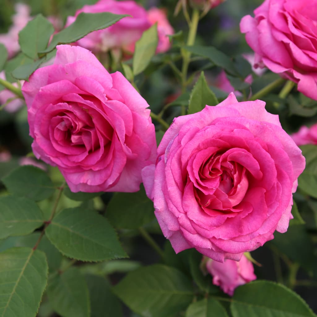 Beetrose Parfuma® 'Fräulein Maria' Pink-Rosa