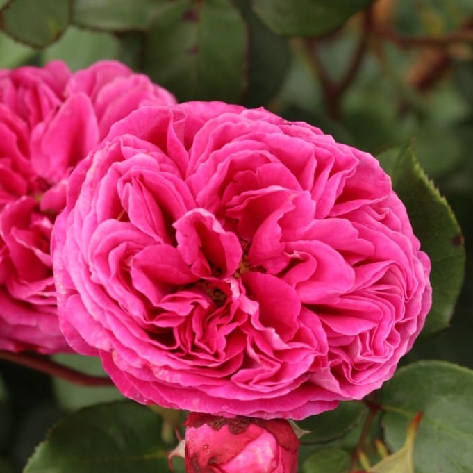 Beetrose Parfuma® 'Freifrau Caroline'® Violett-Rosa