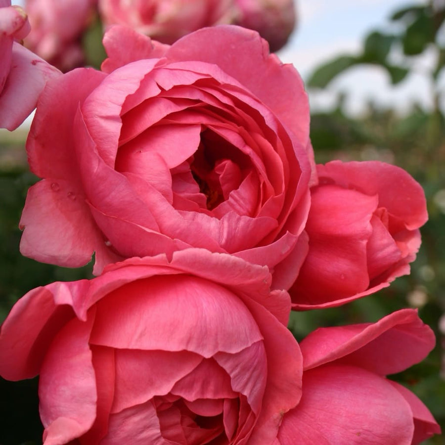 Beetrose Parfuma® 'Gartenprinzessin Marie-José' Rosarot